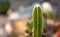Acanthocereus tetragonus or Fairytale castle is a tall, columnar cactus native to South America