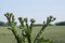 The acanthoides Carduus L. - roadside thistle