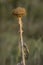 Acanthoides Carduus L. - roadside thistle