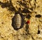 Acanthopleura granulata, West Indian fuzzy chiton