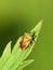 Acanthosoma haemorrhoidale hawthorne bug