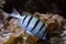 The Acanthurus triostegus convict tang, convict surgeonfish.