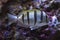 The Acanthurus triostegus Convict tang, Convict surgeonfish.