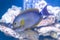 Acanthurus xanthopterus - yellowfin surgeonfish