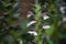 Acanthus flower in bloom