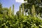 Acanthus flowers in a garden.