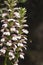 Acanthus flowers in sunlight on dark green background closeup, Acanthus mollis.