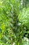 Acanthus hungaricus, Bear`s breeches, herbaceous perennial plant
