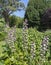 Acanthus hungaricus high flowering plant