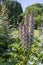 Acanthus hungaricus high flowering plant