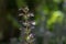Acanthus hungaricus high flowering plant, herbaceous purple white green flower in bloom