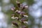 Acanthus hungaricus high flowering plant, herbaceous purple white green flower in bloom on stem