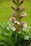 Acanthus mollis