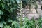 Acanthus mollis, also known as bear`s breeches, sea dock, bearsfoot, oyster plant or Wahrer Baerenklau