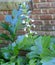 Acanthus, mollis, Bear`s breeches