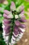 Acanthus mollis, bear`s breeches, sea dock, bearsfoot or oyster plant