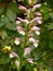 Acanthus Mollis Flower Spike