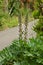 Acanthus mollis flowers.