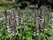 Acanthus Mollis `Latifolius` or Bear `s Breeches plant