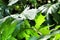 Acanthus Mollis leaves background in the garden