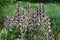 Acanthus Mollis plant growing in the garden.