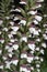 Acanthus Spinosus flowers
