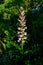 Acanthus spinosus flowers,Bear`s Breeches, Sea Dock, Bearsfoot, Oyster plant, herbaceous perennial plant in the