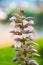 Acanthus spinosus flowers in summer time, Spain