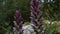 Acanthus spinosus, Spiny Bear`s Breeches flowers in a garden