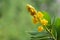 Acapulo or senna alata on bokeh nature background