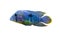 Acara Cichlid Fish. Nannacara Neon Blue