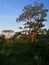 Acasia tree viewed afar on grassland