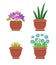 Acattleya and Sansevieria Set Vector Illustration