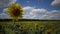 Accelerated video. A field with blooming sunflowers. The common sunflower