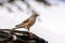 Accentor - (Prunella collaris montana)