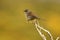 accentor in spring in gredos