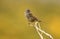 Accentor in spring in gredos