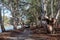 Access track and river red gum trees along side the River Murray  in the River Murray National Park Renmark South Australia on 22