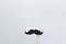 Accessory in form of black moustache on stick on grey background with place for text. Concept men`s health, prostate cancer