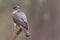 Accipiter gentiles, havik, northern goshawk