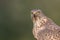 Accipiter gentiles, havik, northern goshawk