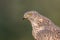 Accipiter gentiles, havik, northern goshawk