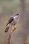 Accipiter gentiles, havik, northern goshawk