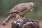 Accipiter gentiles, havik, northern goshawk