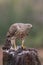 Accipiter gentiles, havik, northern goshawk