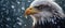Accipitridae bird, bald eagle with yellow beak, standing in snow