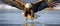 Accipitridae bird, eagle, soaring over water, Falconiformes, bird of prey