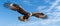 Accipitridae bird of prey, a bald eagle, soars through cloudy blue sky