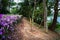 Acclimatization park in sao paulo brazil forest of clay among trees