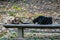 Acclimatization park in sao paulo brazil three abandoned cats